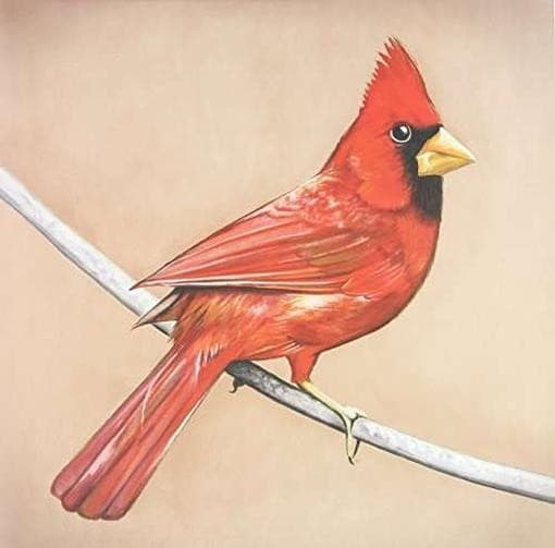Alexisonfire - Old Crows / Young Cardinals (2 LP)