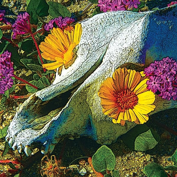 Dali's Llama - Mercury Sea (CD)