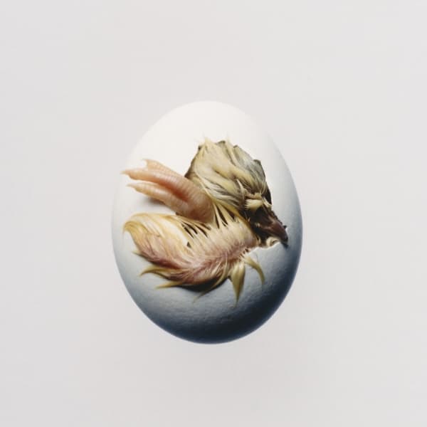 Shygirl - Swallow! (CD)